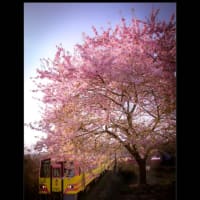 河津桜の葉桜