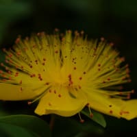●我が家の６月の花（5）　オステオスペルマム（ピンク）　ナスタチウム（スパイス&ハーブ） サンドリーム　アゲラタム　ジニア　ヒペリカム・カリシナム