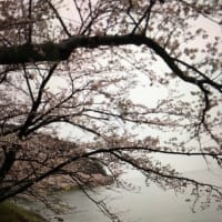 海津大崎の花見に行ってきました