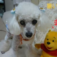 一気に真夏～東京も猛暑日～ （;´▽｀A``　かっぱえびせんの完熟かぼす味♪