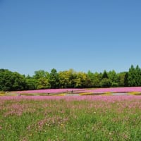 残り写真～備北の春花風景  