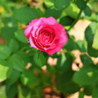 今朝の薔薇