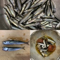 2025年5月11日【北条湾釣行】釣りたてのサバっ子（サバの稚魚）を食べる釣りのお供の茶トラ猫