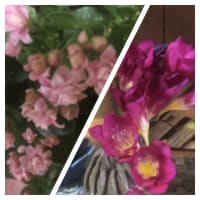 春の御大師様＆色々な花