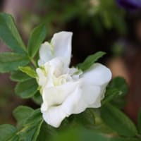 純白の薔薇　ブランドゥブルドゥクーベル