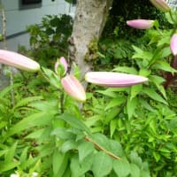 7月の庭の花たち