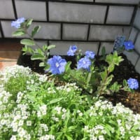 今日の花（スイートアリッサム、アメリカンブルー）