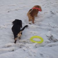 めったに降らない雪遊び