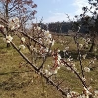 3/2梅の開花情報
