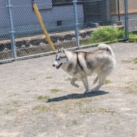 走る〜