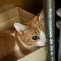 看板猫のいるお店で猫飲み 1 (2407-1)