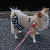 日記　2月を思い起こして（鳥たち）