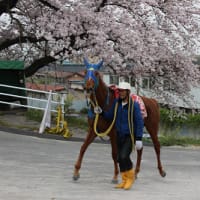 2016笠松競馬の馬と桜と。