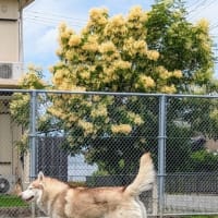 パパさんのお腹の中