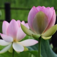 行田生まれの蓮「甲斐姫」