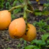 庭のビワの木は食べごろ