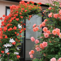 凄いぞ！薔薇園