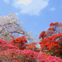 八重桜とツツジ