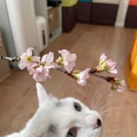 散りゆく桜の季節