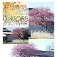 花巡り「梅－354」　幸手市中川崎付近⑤