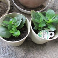 カランコエの挿し木とパパのその後