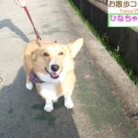 お散歩コーギ　ひなちゃん