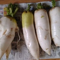 収穫野菜や頂き野菜とサークル差入れ