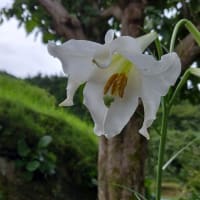 タカサゴユリが咲いた