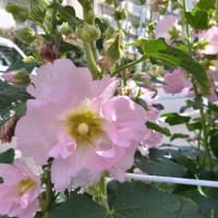 暑い夏が来ているータチアオイ