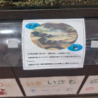 八王子市役所「浅川にいるいきものたち」の水槽展示