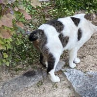 シロクロがエサを食べないww