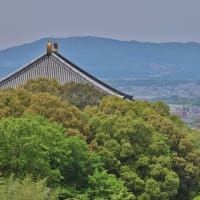 ５月初旬の奈良公園！・・・鹿　二月堂