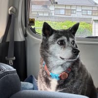 ほごっこマルシェを更新