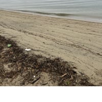 今日の虹ヶ浜