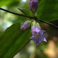 フジアザミの花