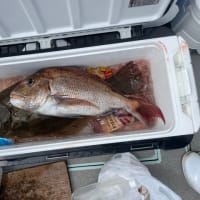 １２日・釣果