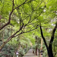 2024年10月5日　白山比咩神社表参道