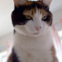 タワーのてっぺんにて。ユッケちゃん　(=^^=)