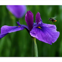 花菖蒲　色彩の綾、城北の夢