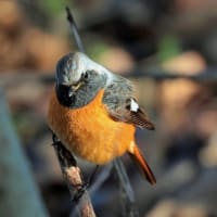 今シーズン最後の撮り・・・・ジョウビタキ・ベニマシコ