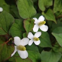 どくだみ’（十薬）の花