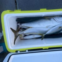 ２７日・釣果