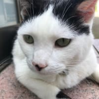 背の順