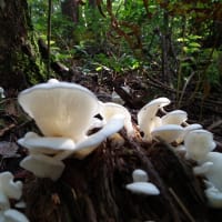 スギヒラタケも美味しいキノコですが要注意です