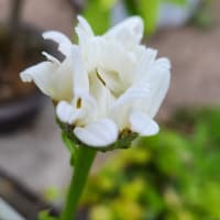 鉢植え