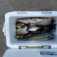 １７日・釣果
