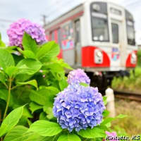 渥美線と紫陽花、其の九