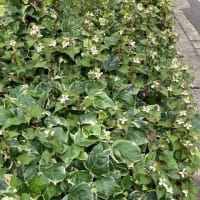 ドクダミはきっと抜き取られてしまうだろう