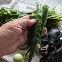 父さんは午後から会議だから早起きして畑の日