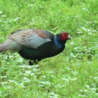 2025年6/26　開田高原の山野草